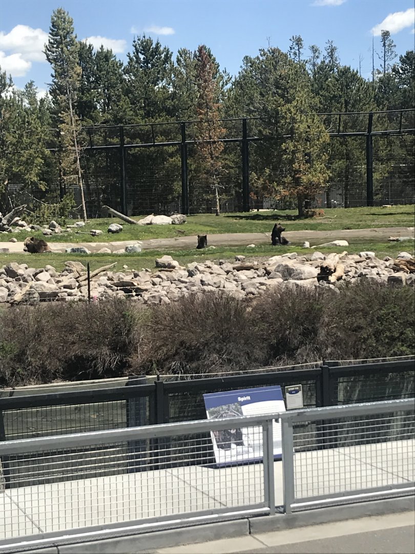 Three Grizzlies in a pond