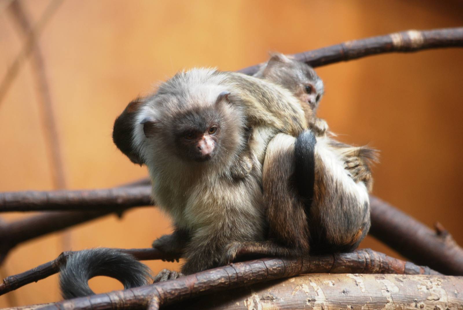 Three-headed Marmoset (!) at Chester, 15/07/12