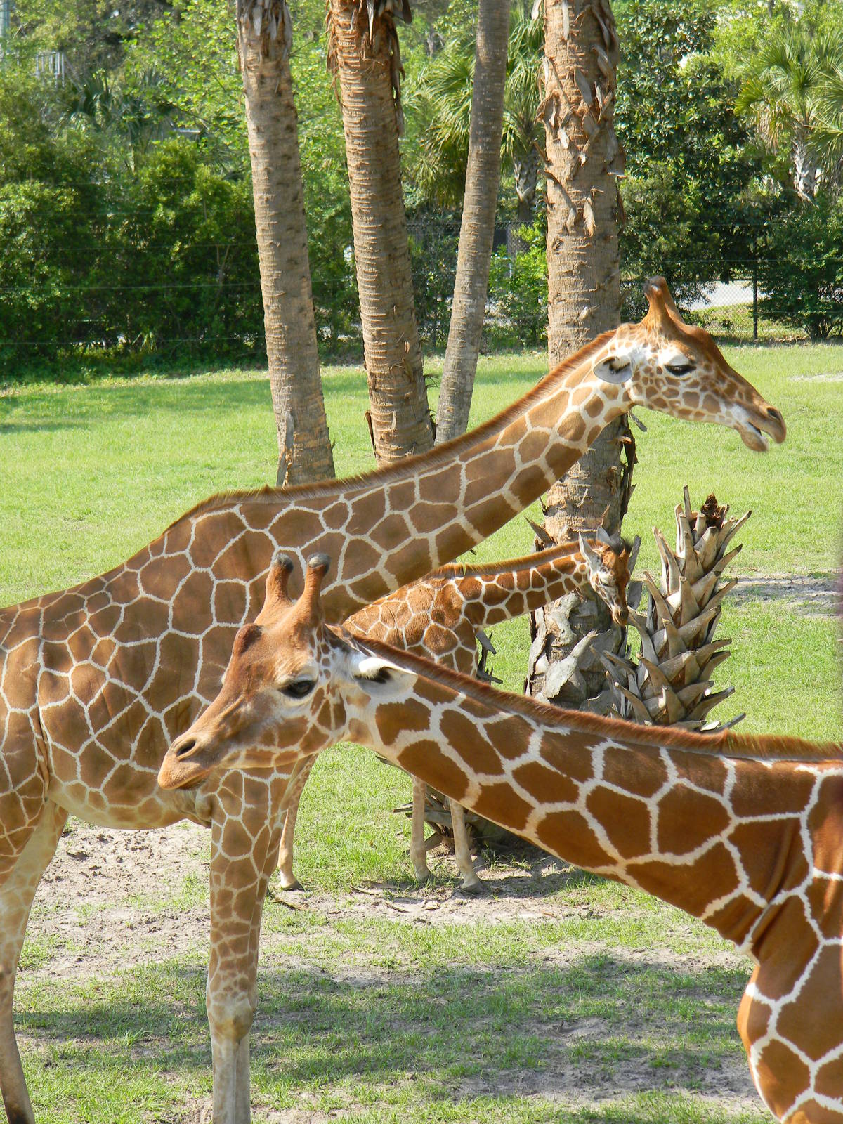 Three Heads are Better Than One