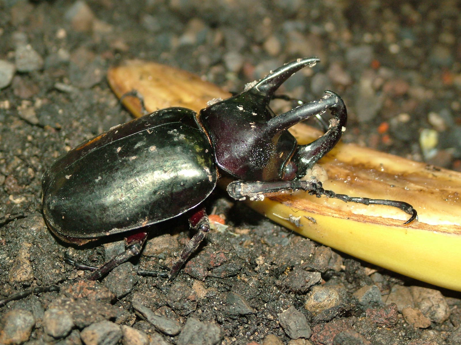 Three-horned Rhinoceros Beetle at Berlin Zoo Aquarium, 31/08/11