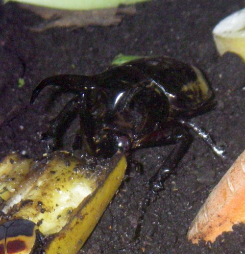 Three-horned Rhinoceros Beetle (Chalcosoma atlas)