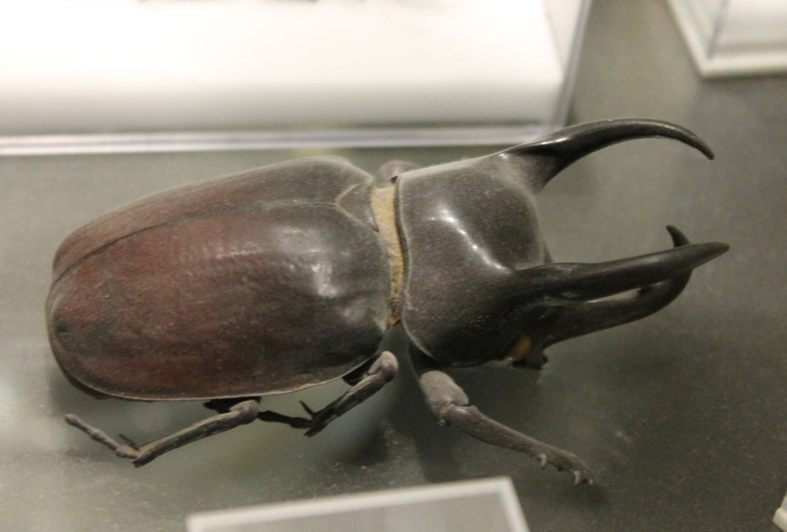 Three-horned rhinoceros beetle