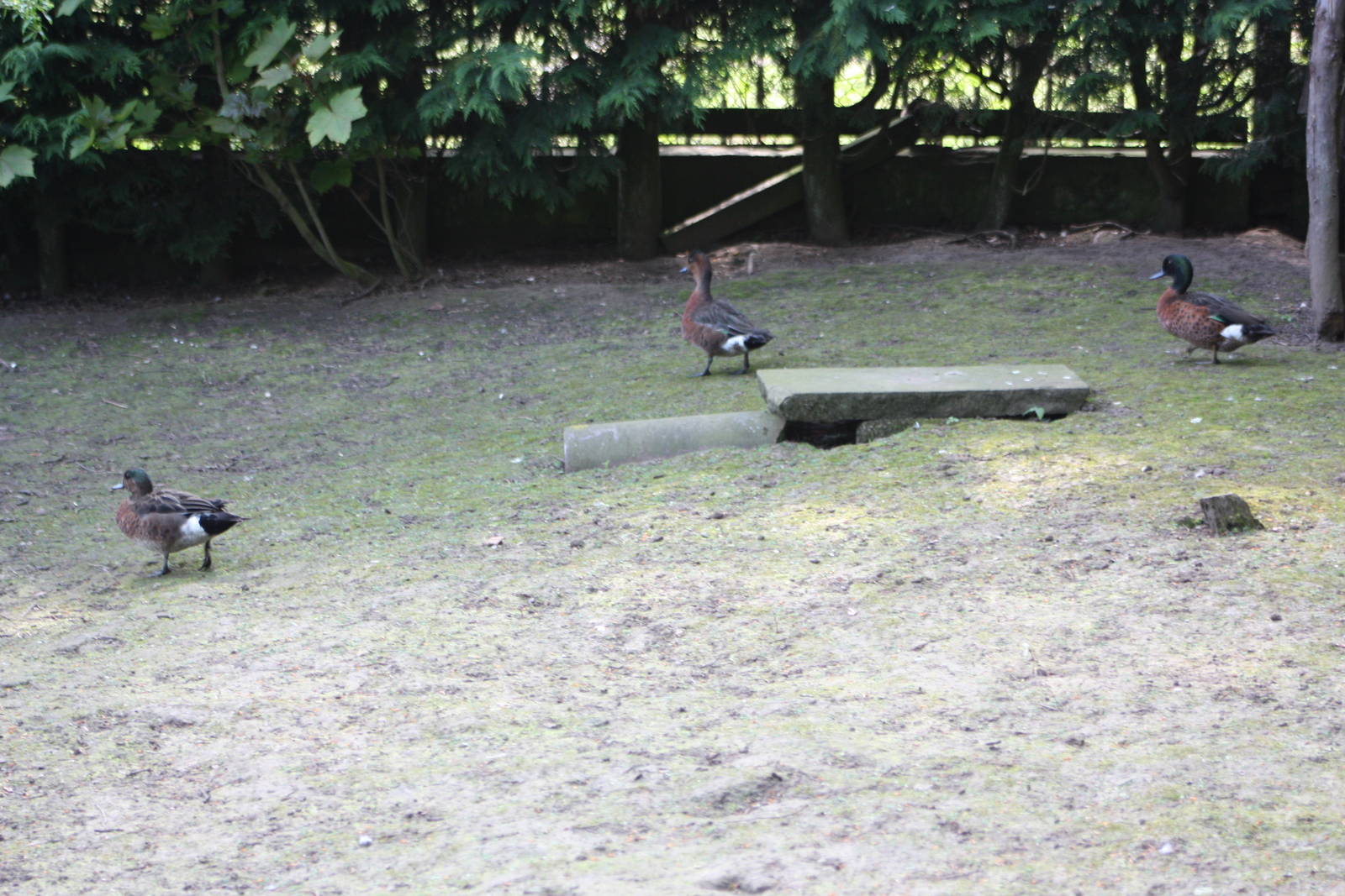 Three hybrids, 16th May 2014