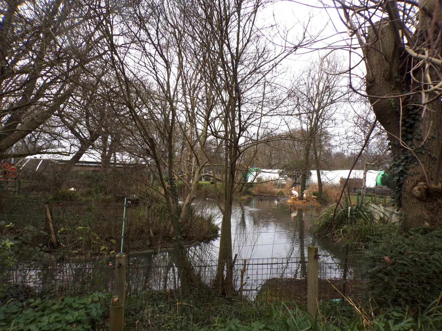 Three island pond (home to greater flamingo) 11.2.25