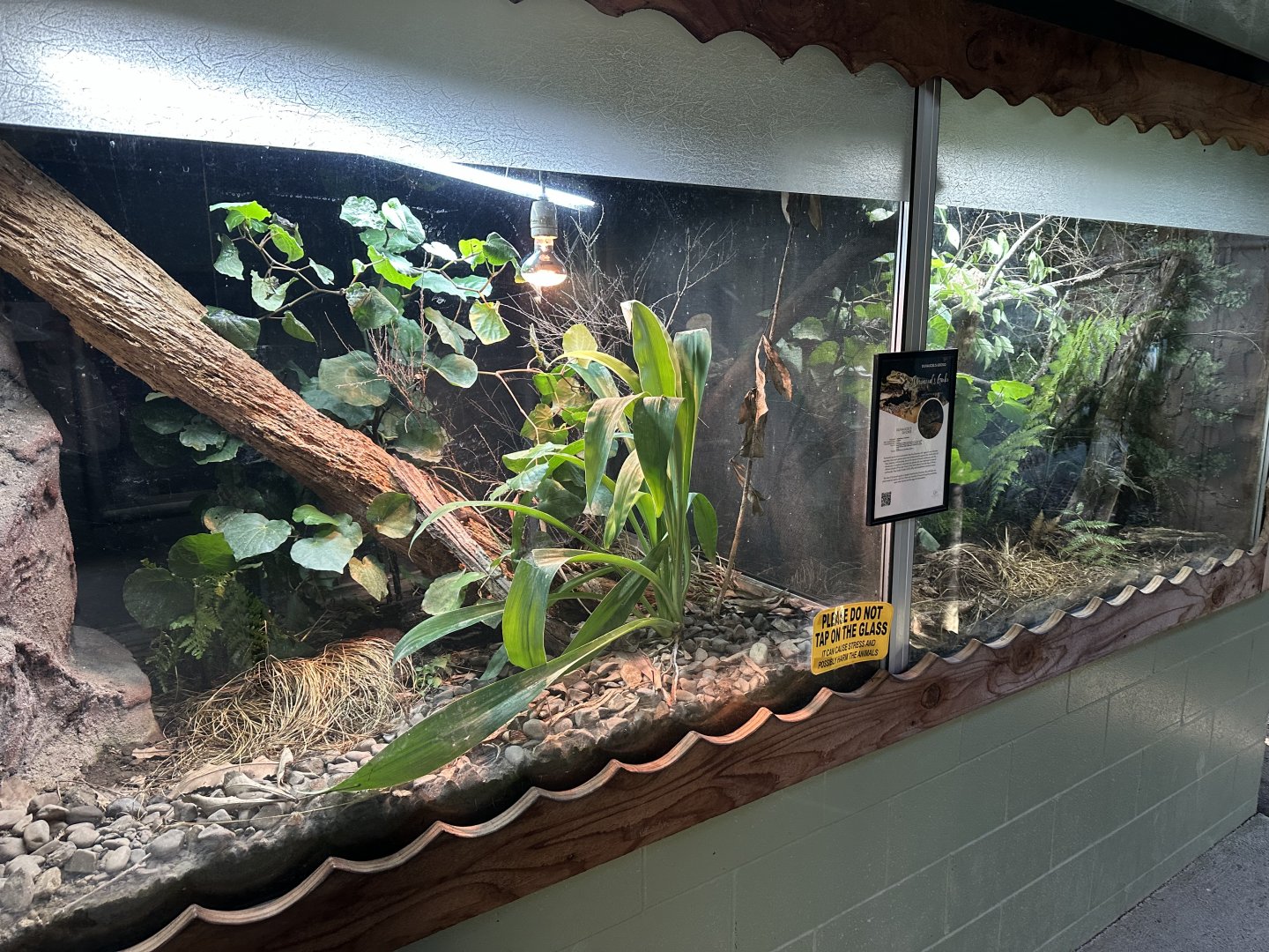 Three Kings Skink/Duvaucel’s Gecko Exhibits