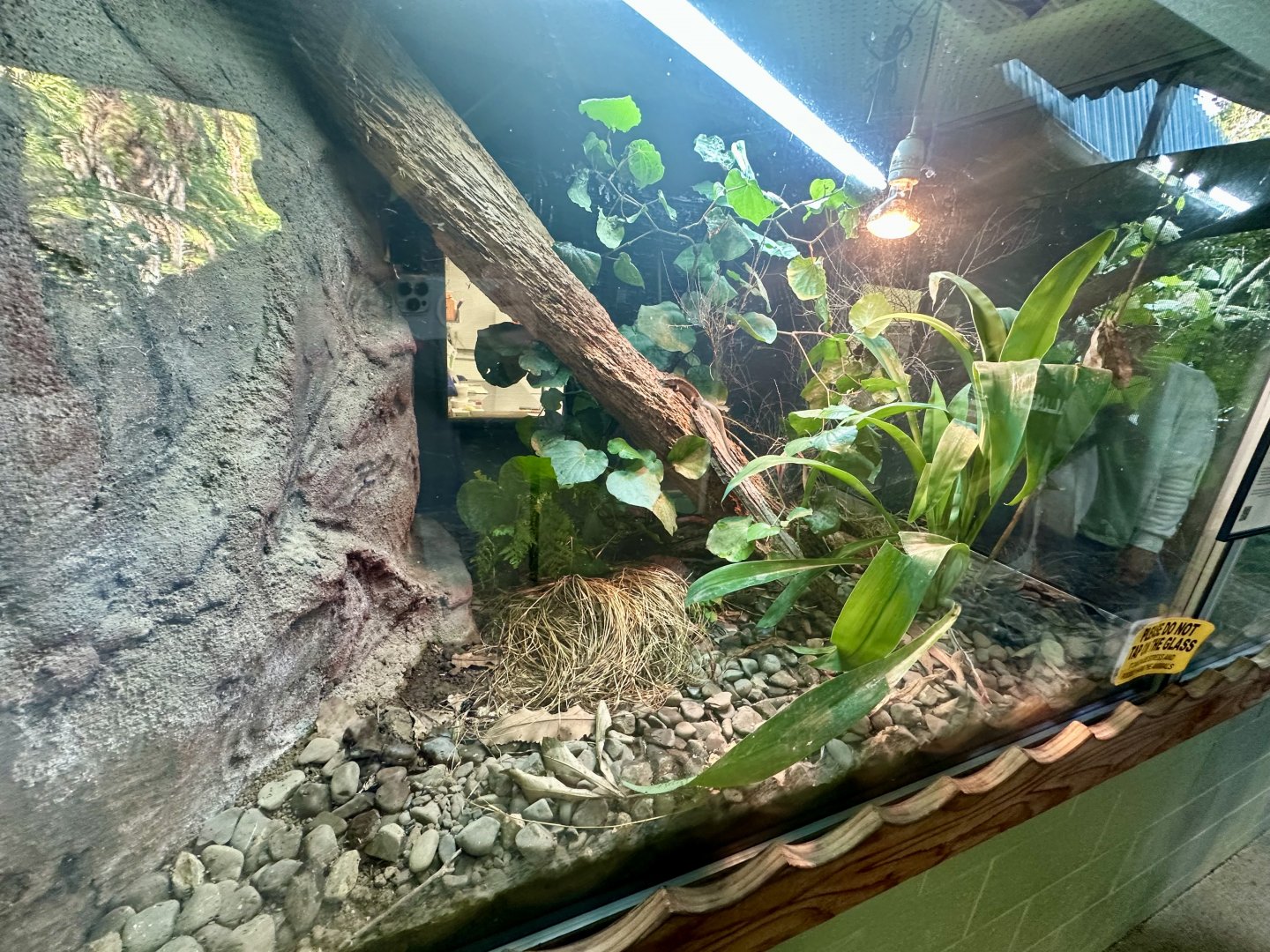 Three Kings Skink Exhibit