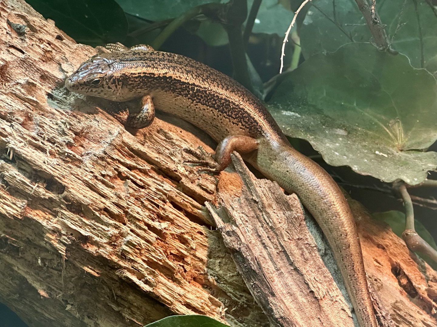 Three Kings skink (Oligosoma fallai)