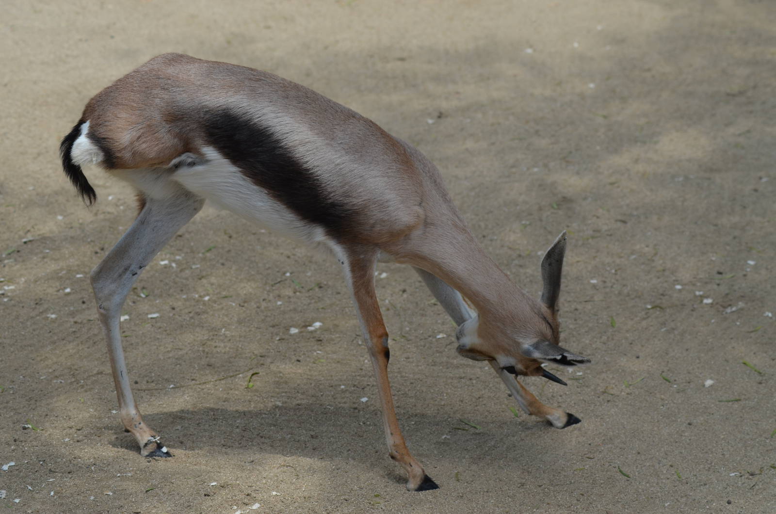 Three Legged Baby Spekes Gazelle