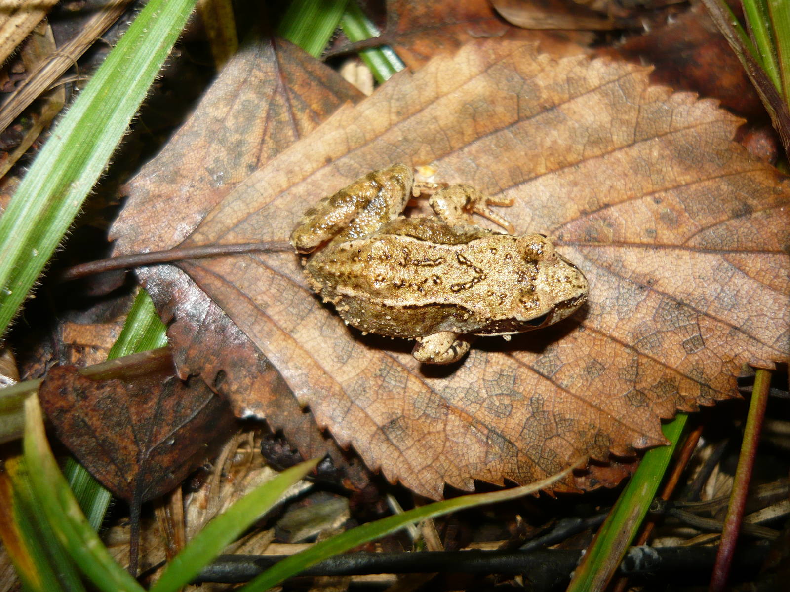 Three-legged Common frog froglet