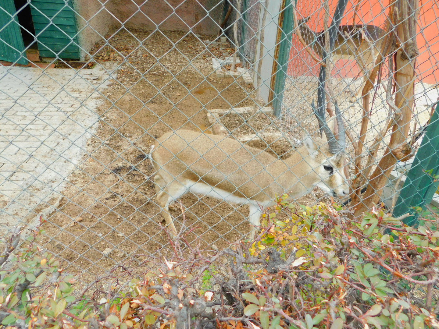 Three-legged Gazelle at the Karatay Zoo