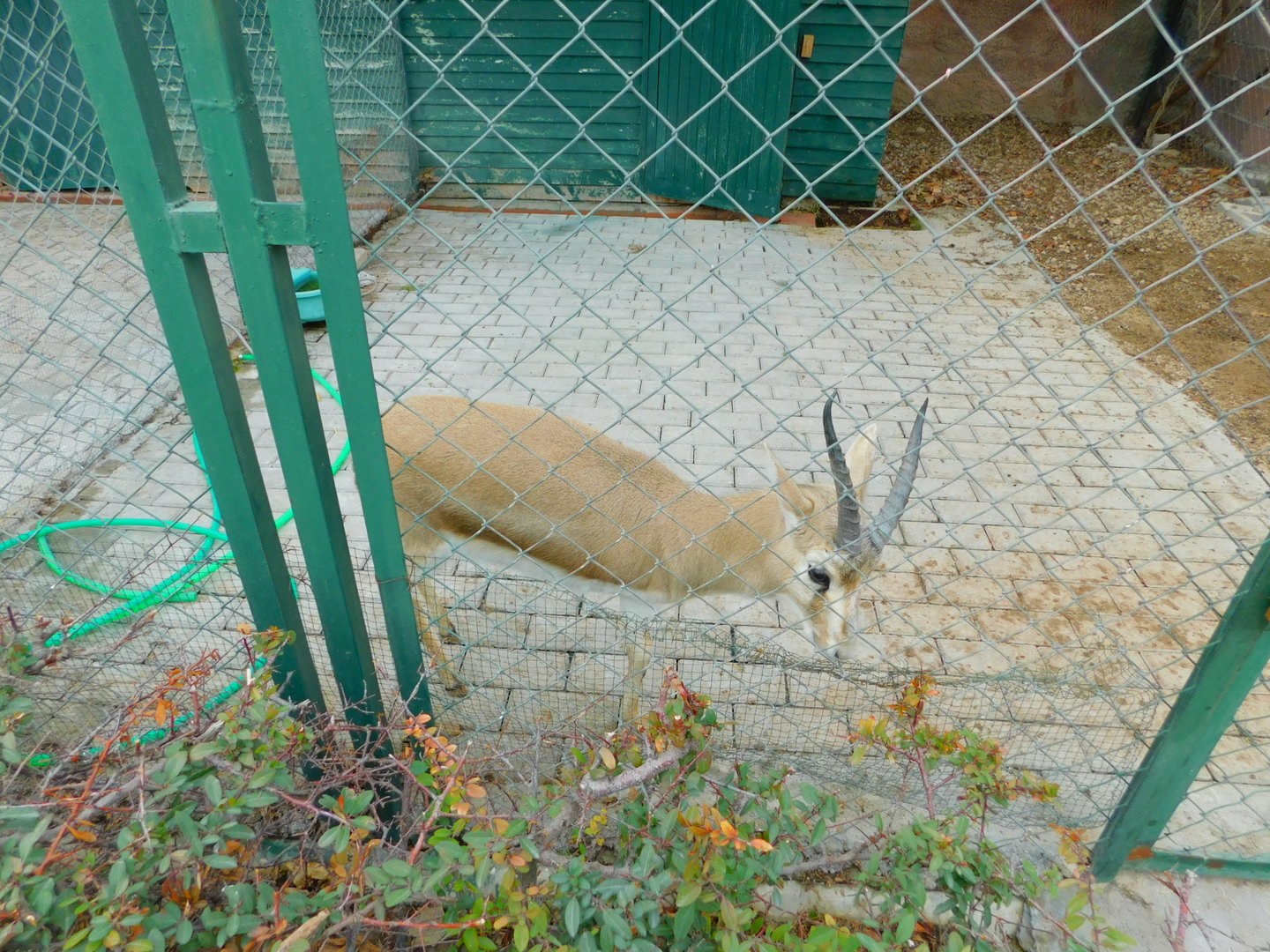 Three-legged Gazelle at the Karatay Zoo