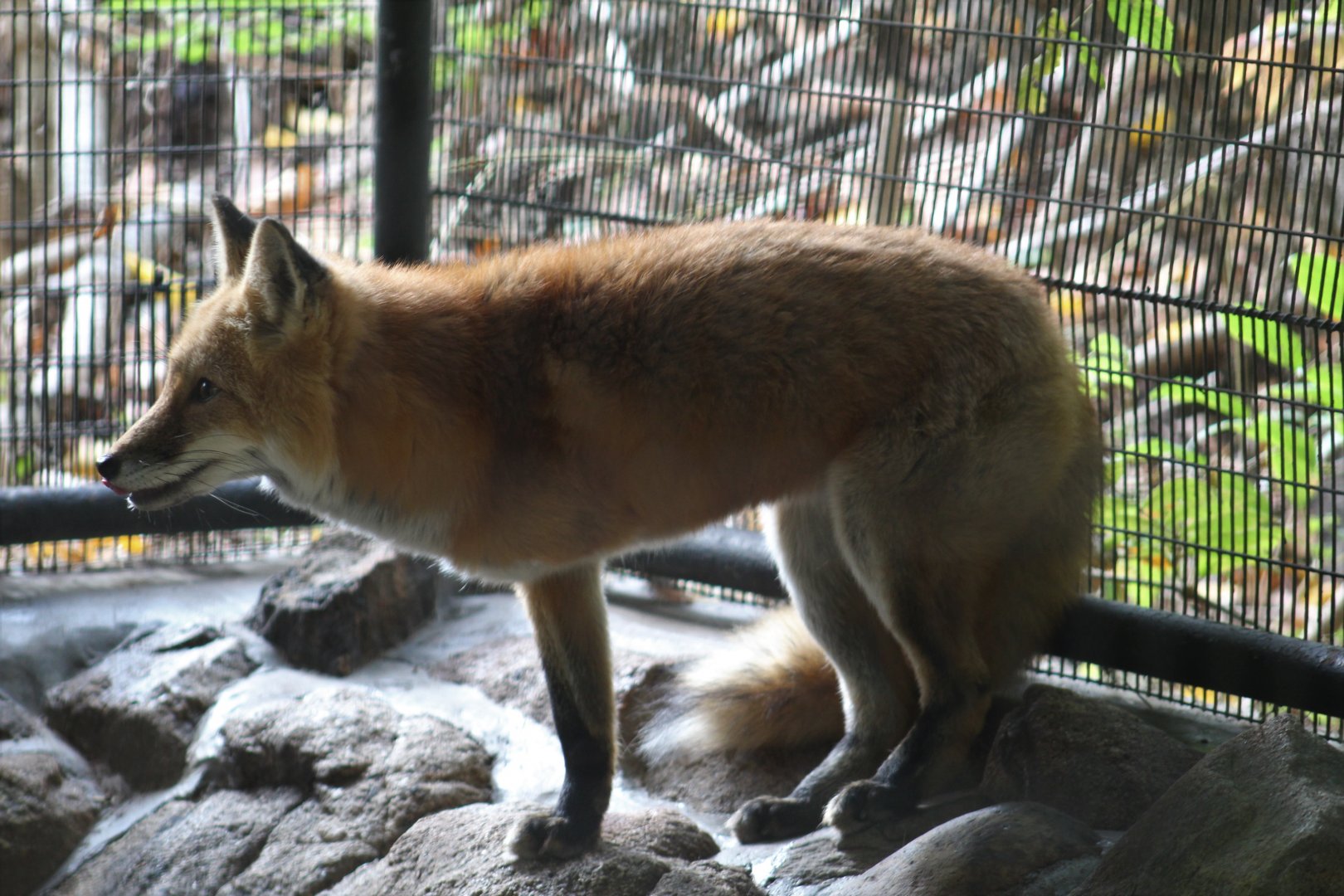 Three-Legged Red Fox