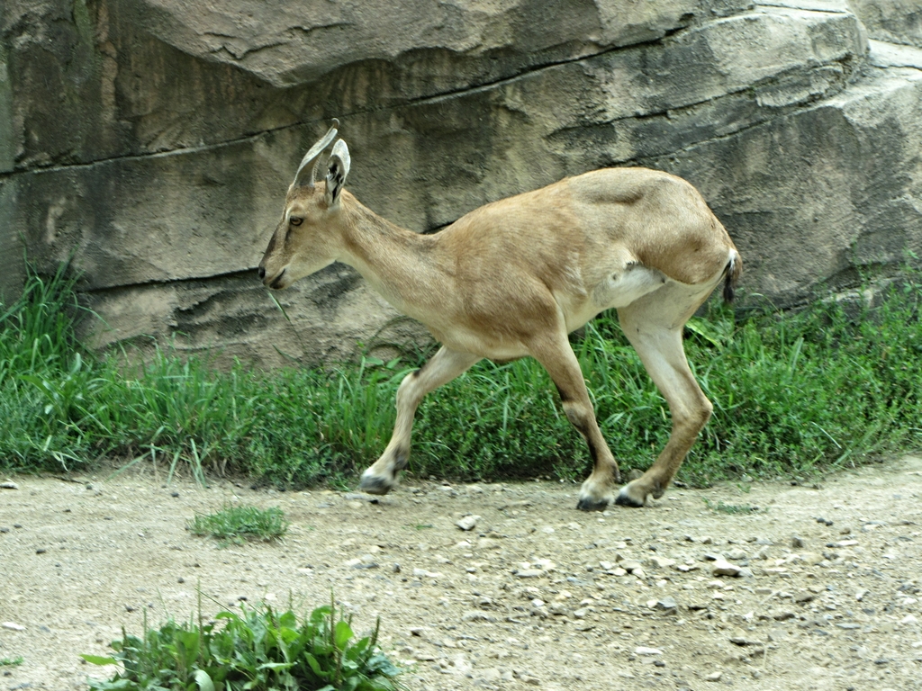 Three-legged Turkmenian Markhor