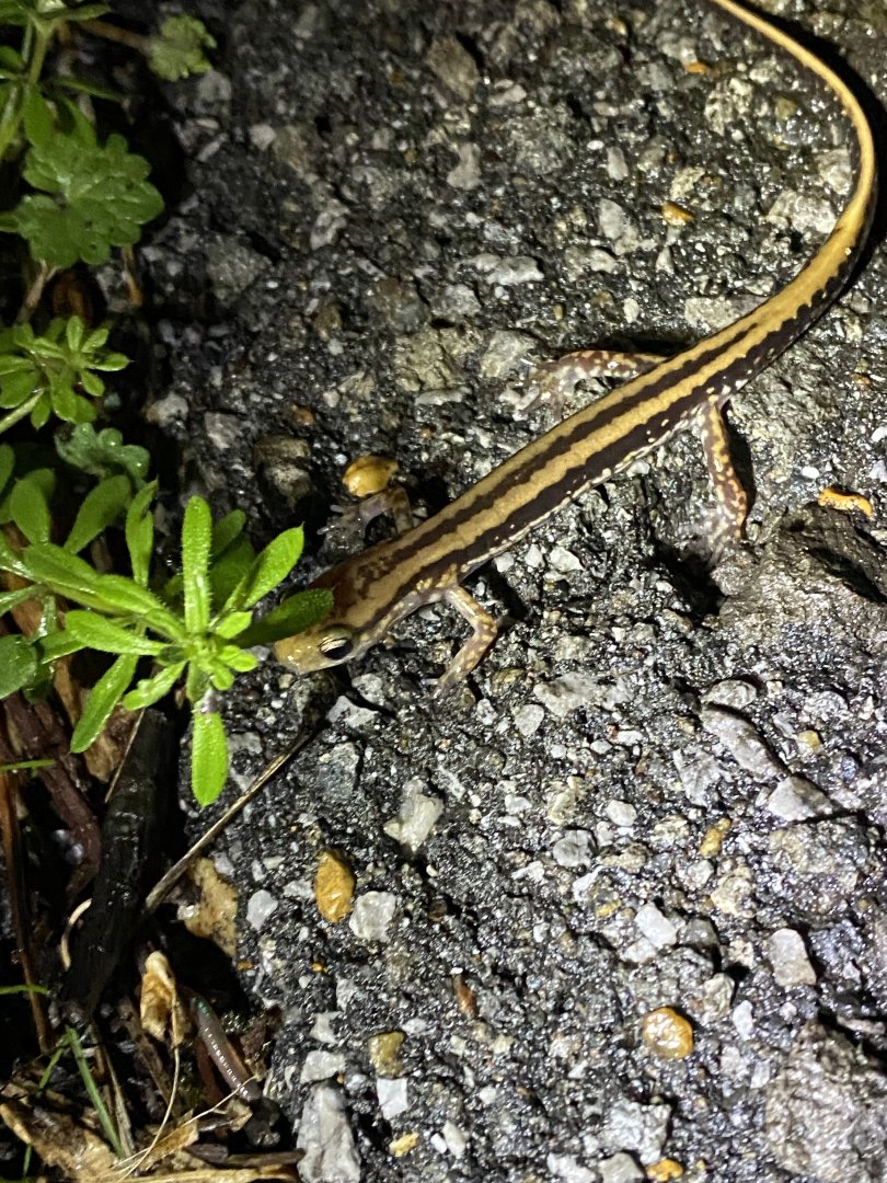 Three-Lined Salamander (Eurycea guttolineata)