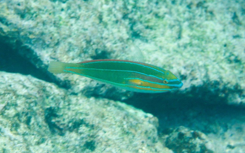 Three-lined Wrasse