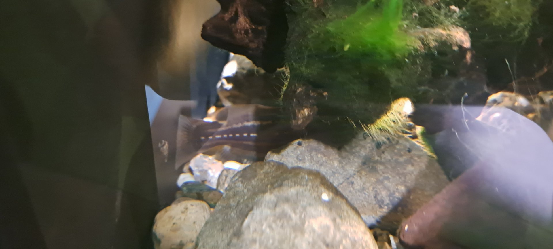 Three-lines Bagrid Fish