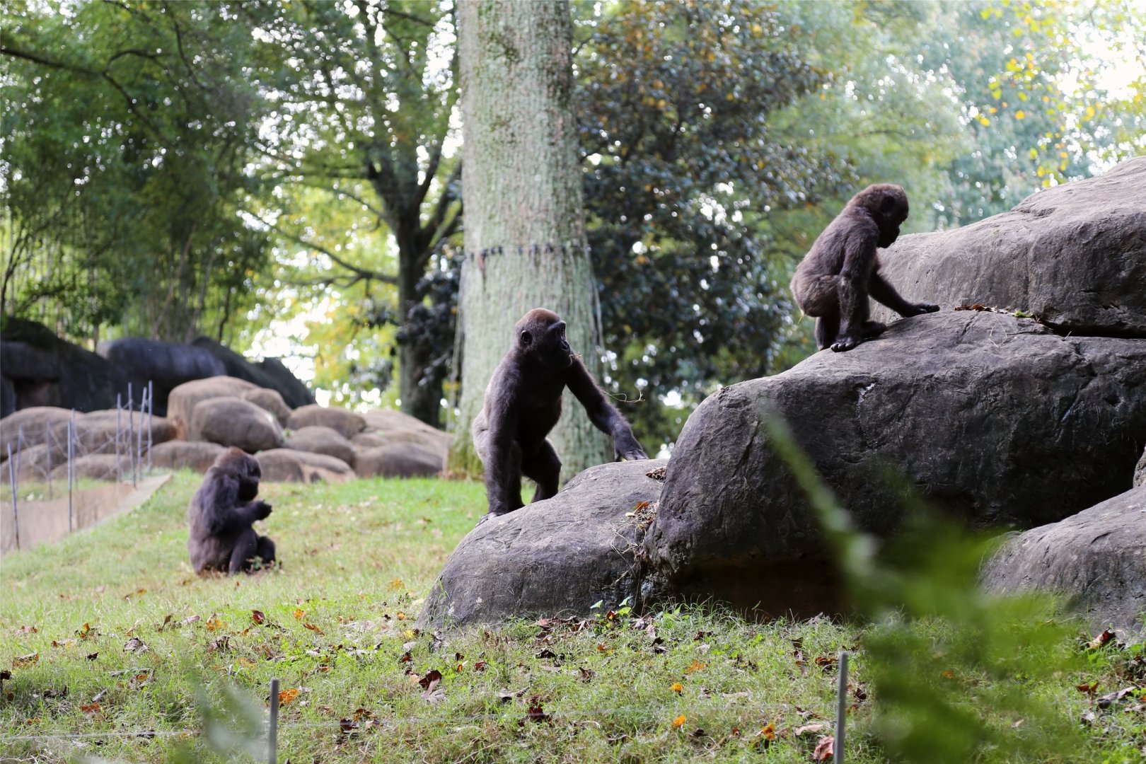 Three Little Gorillas, October 2015