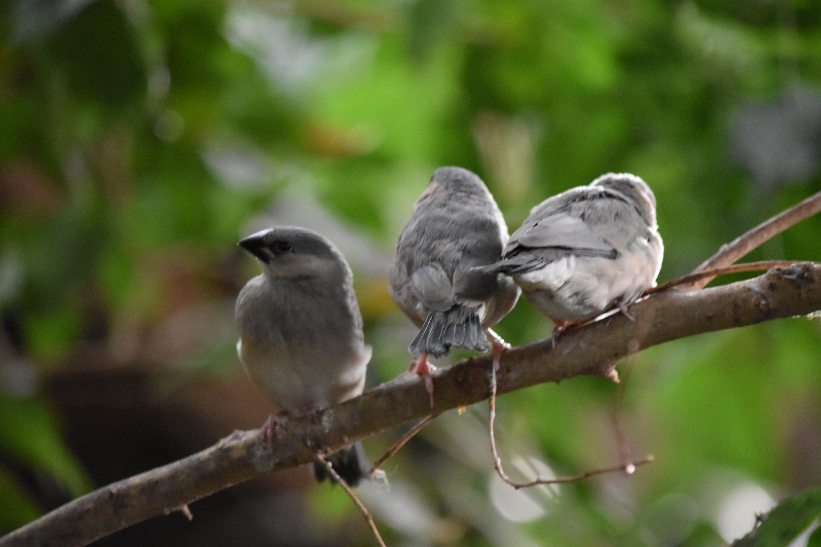 Three Little Java Sparrow Fledglings