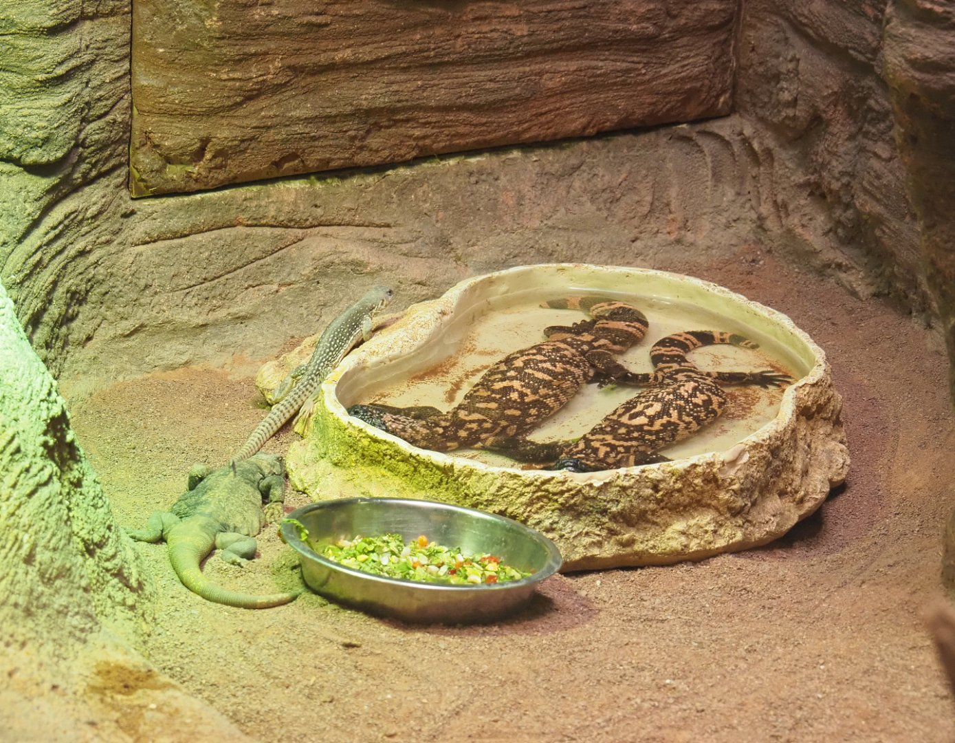 Three lizard species from America's deserts, 2022-05-26