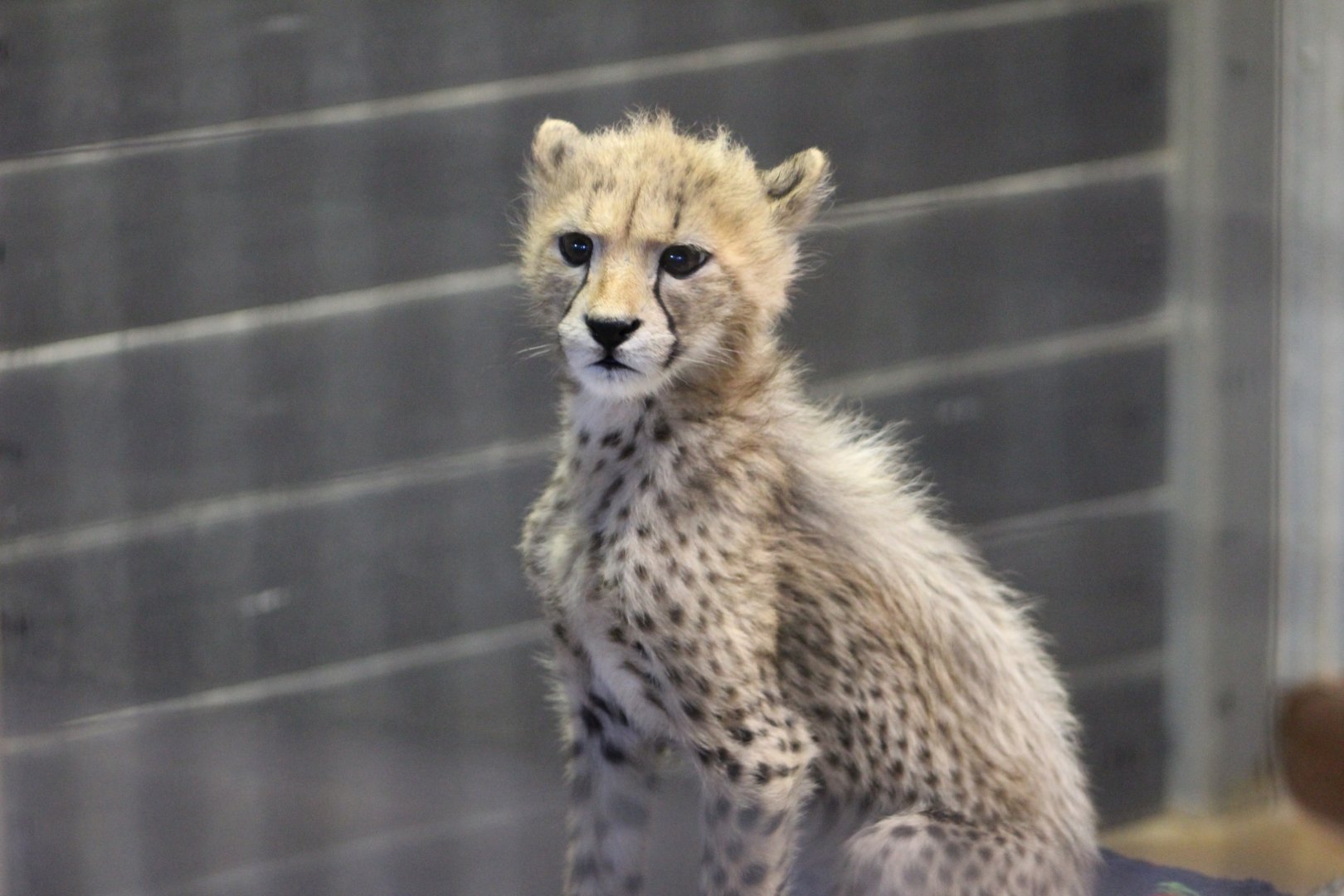 Three month old cheetah in nursery
