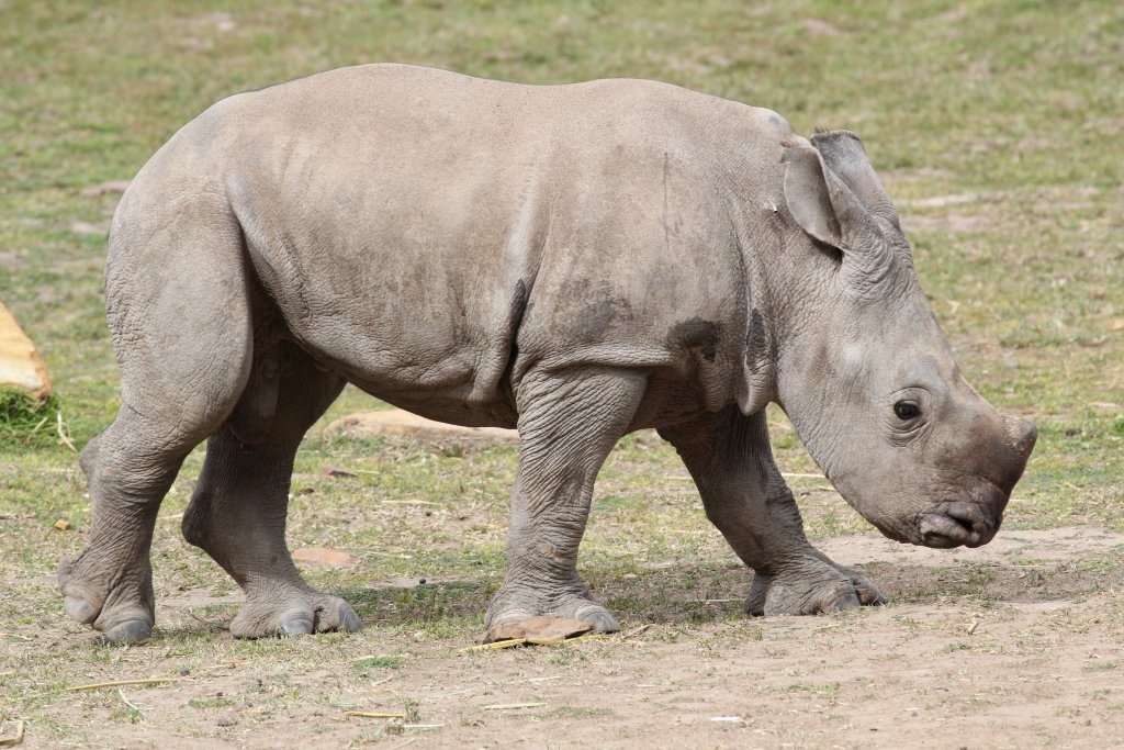 Three month old Rhino calf