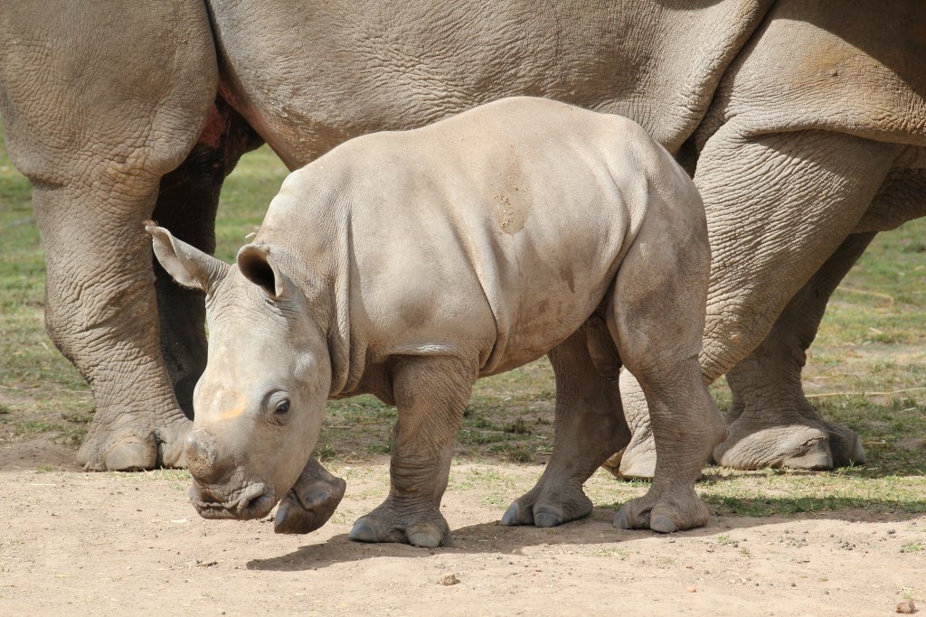 Three month old Rhino calf