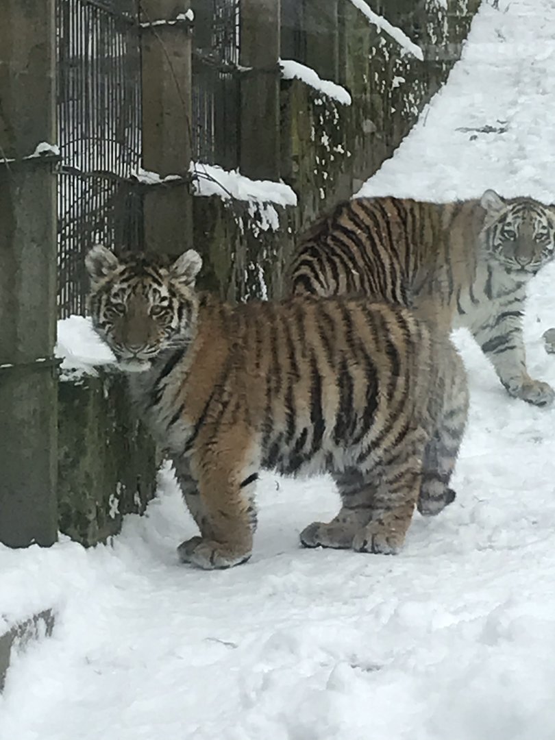 Three month old tiger cubs