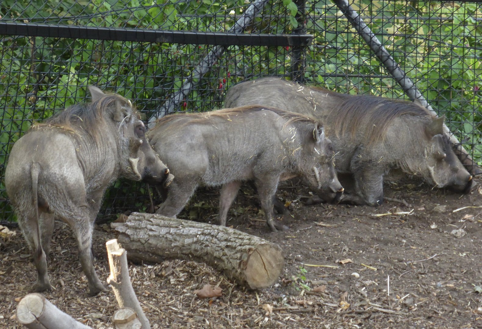 Three New Warthogs at London Zoo