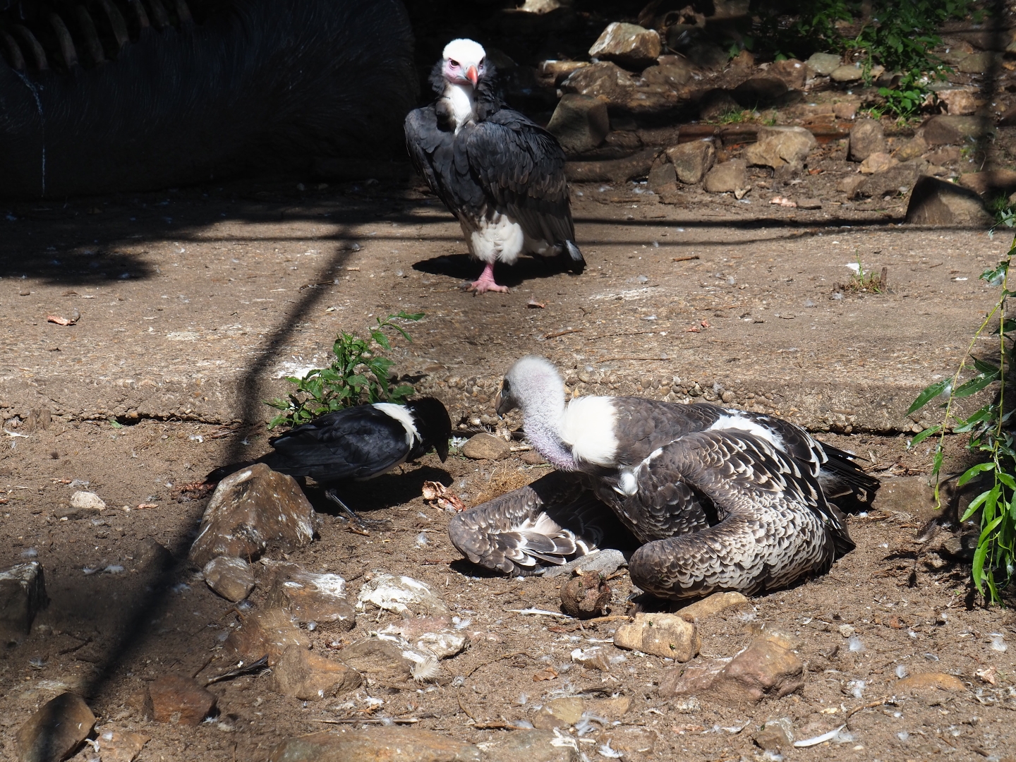 Three of four vulture aviary species (Sep 2nd, 2018)