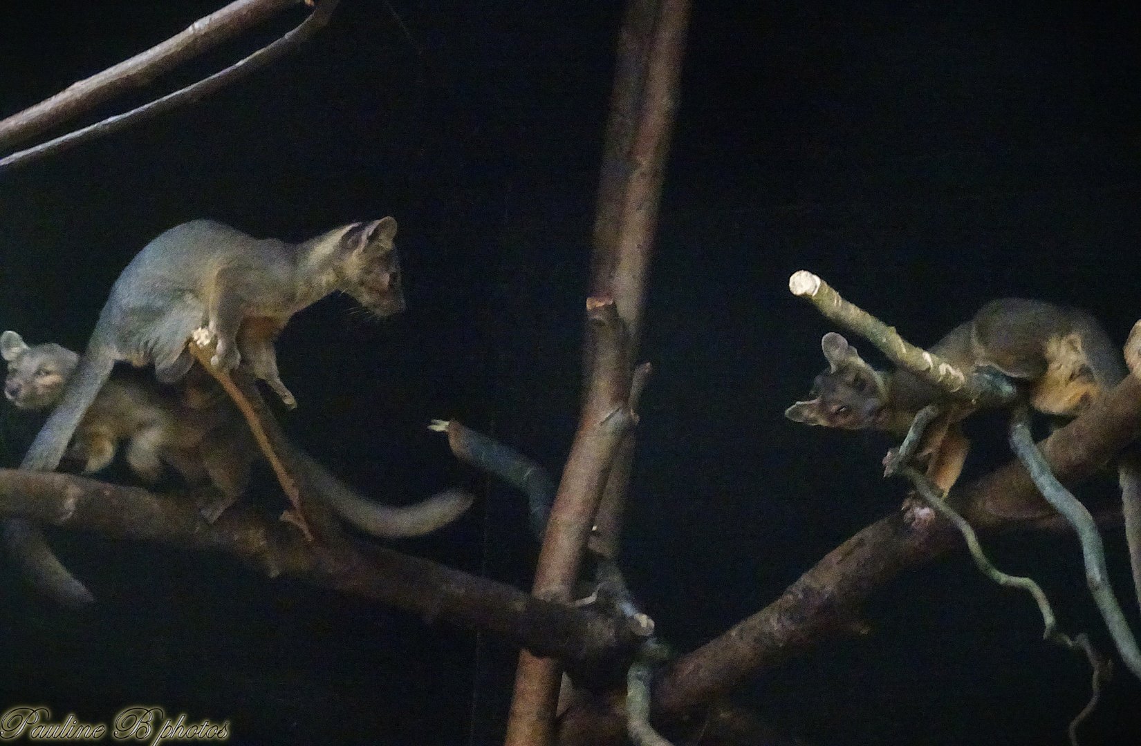 Three of the fossa pups 5 October