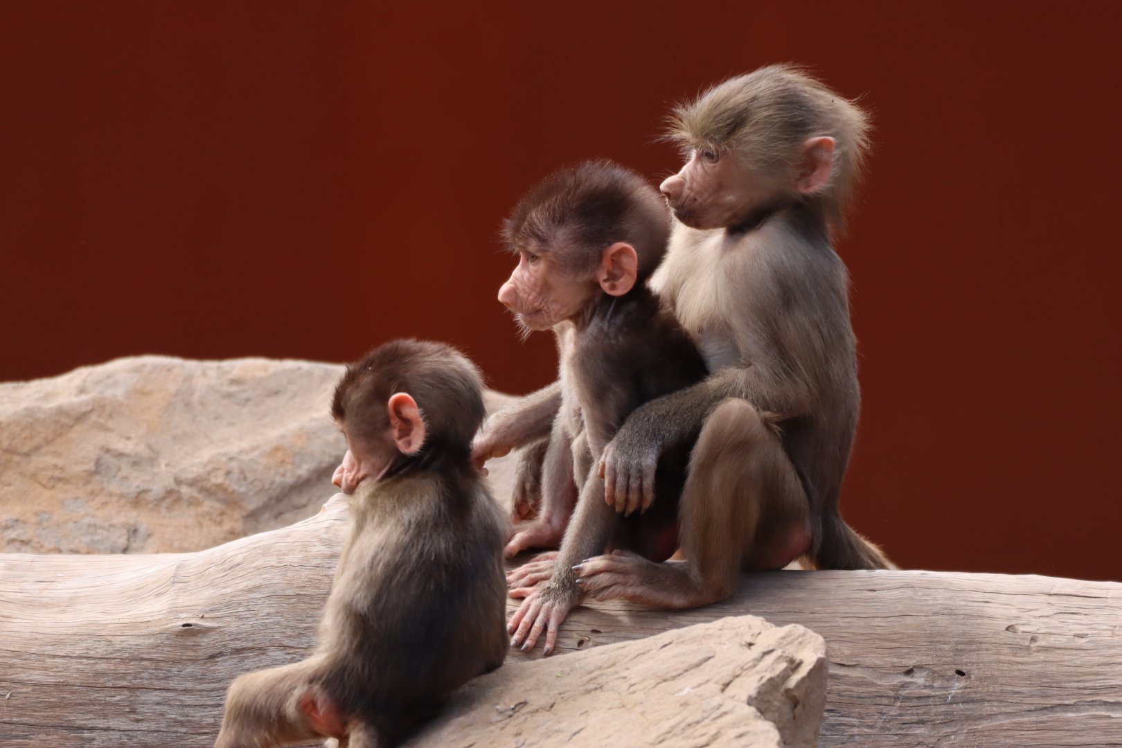Three of the four new baby Hamadryas Baboon