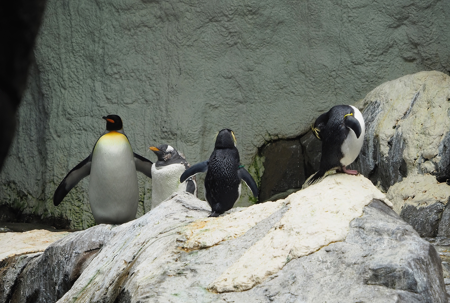 Three penguin species, 2023-10-13