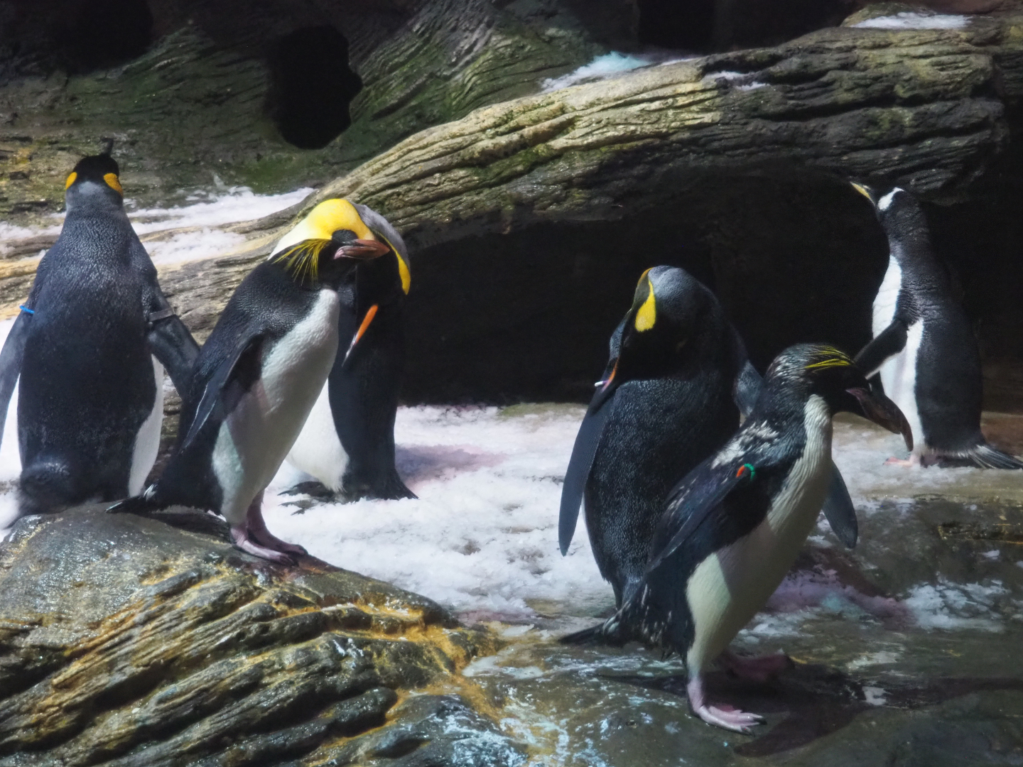 Three penguin species in one image, 2020-06-28