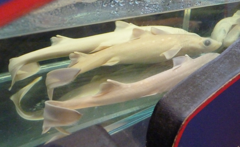 Three preserved specimens of Spurdog (Squalus acanthias)