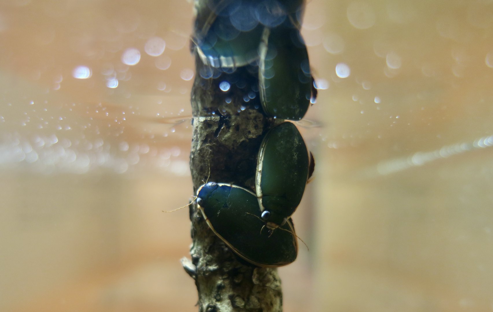 Three-Punctured Diving Beetle (Cybister tripunctatus)