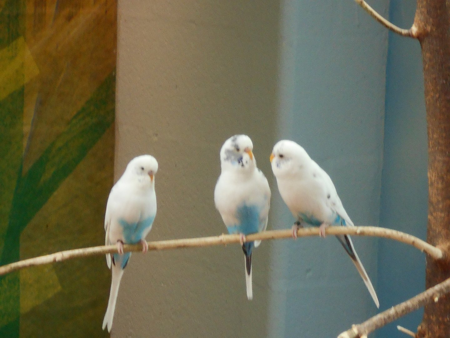Three Recessive Pied Budgies (Wild Encounters)