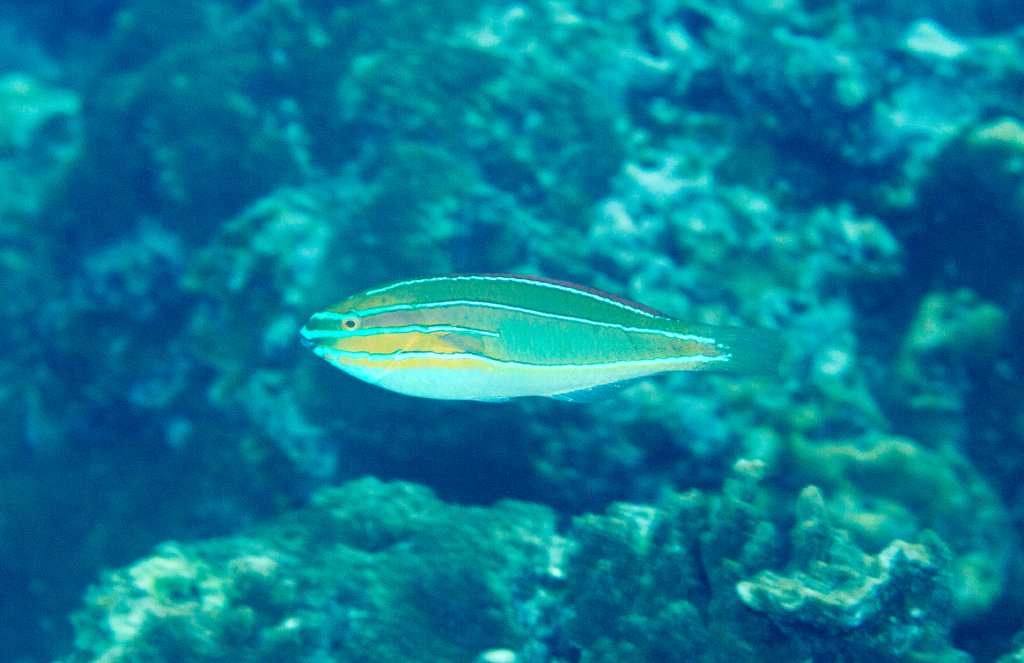 Three-Ribbon Wrasse