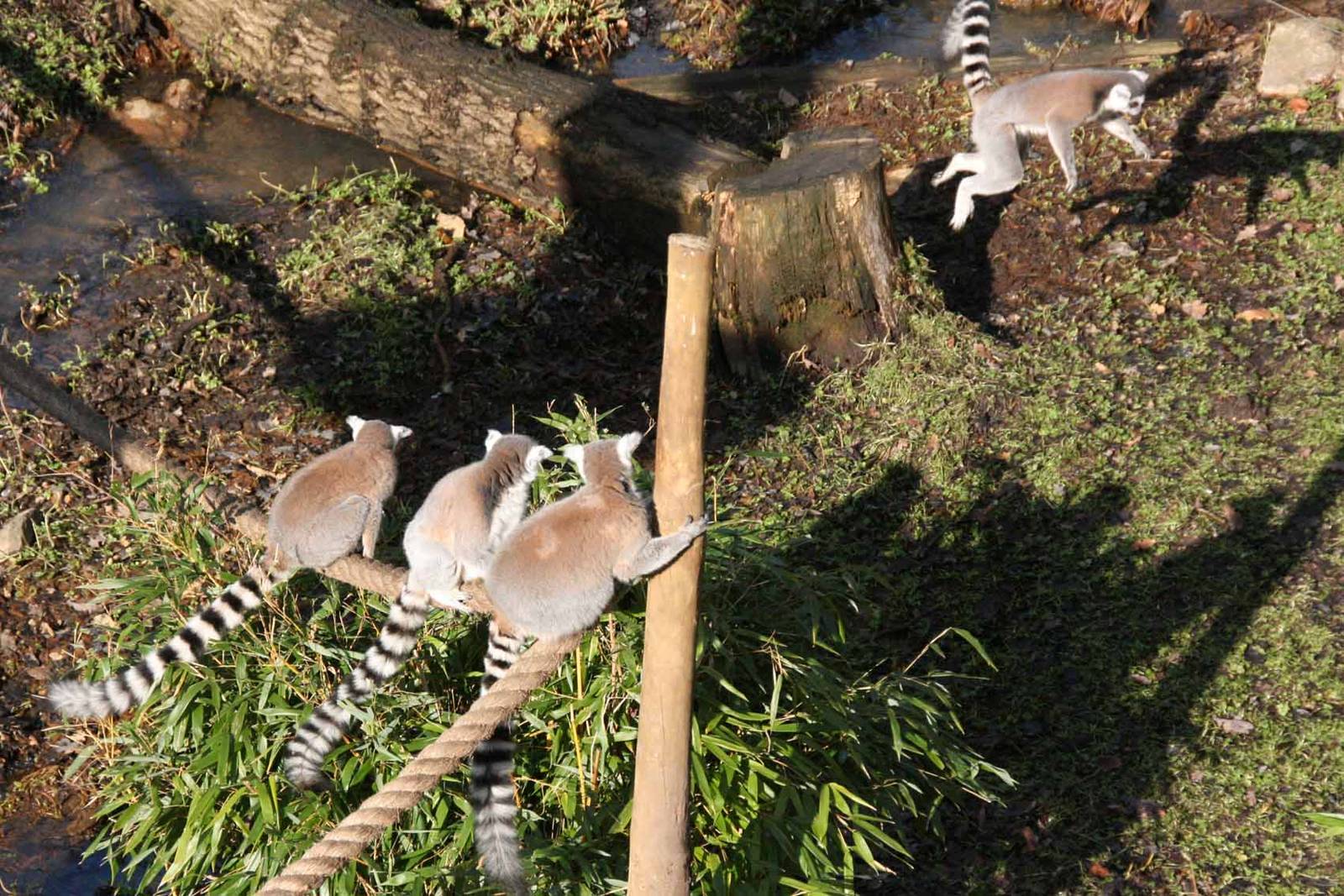 Three Ring Tailed Lemurs watch their mate fly through the air.