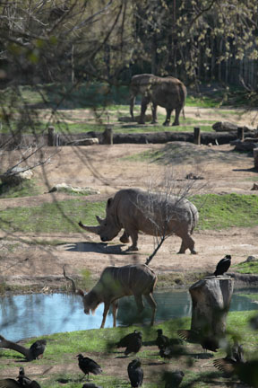 three section savanna