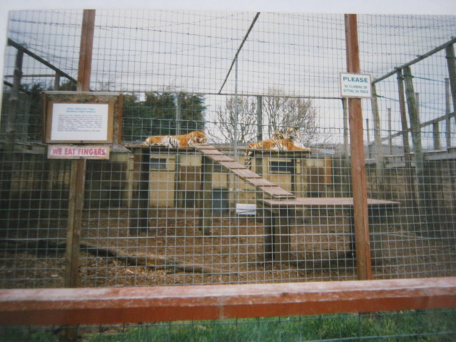 Three Siberian Tigers 1998.