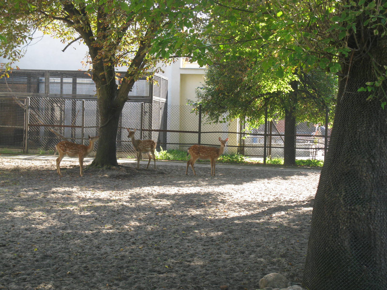 Three sika deers