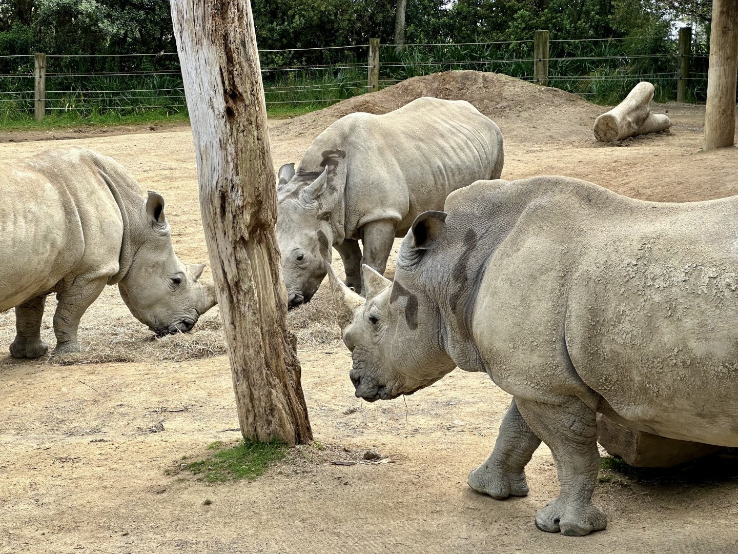 Three Southern white rhinoceros