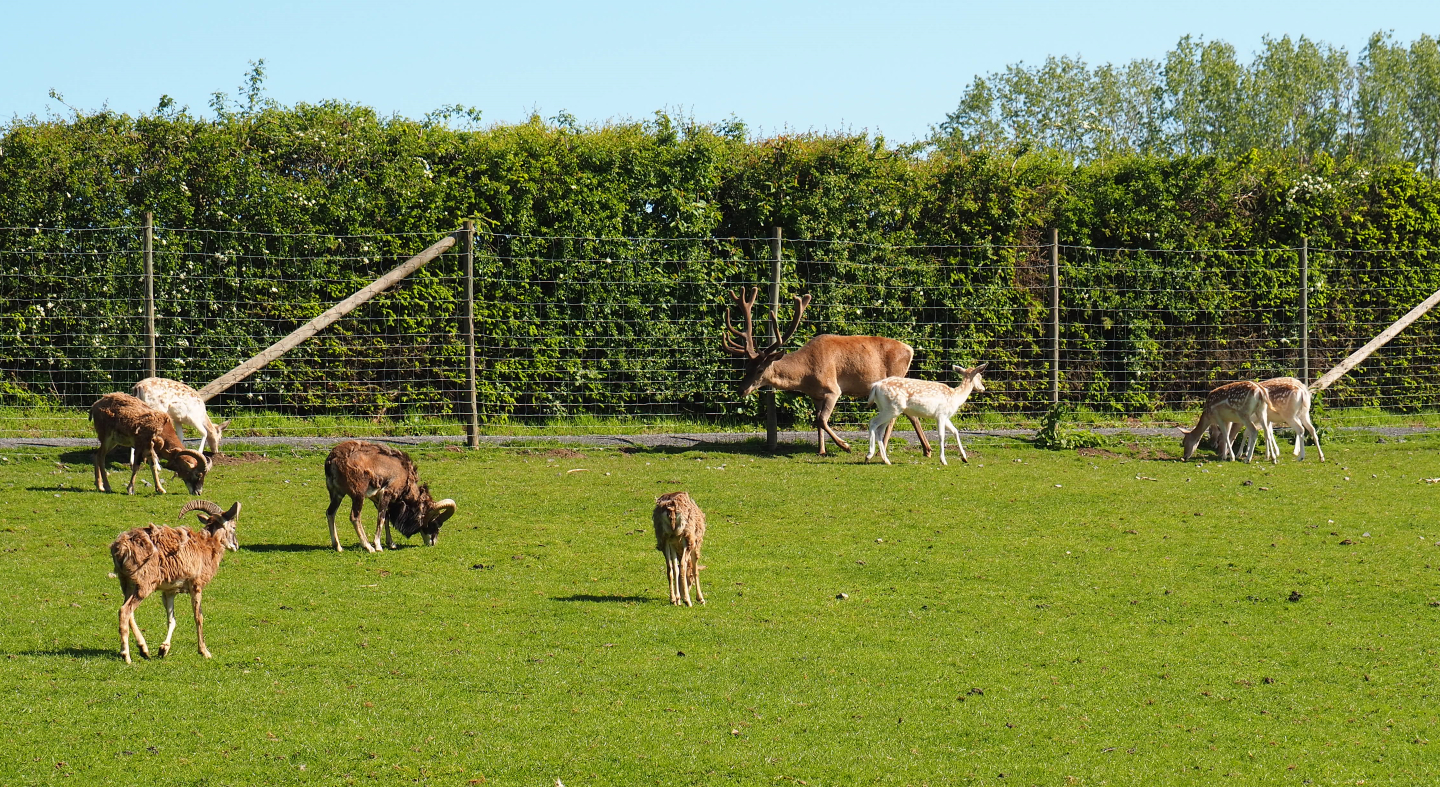 Three species in one image: Central European red deer, Common fallow deer and European mouflon, 2021-05-29