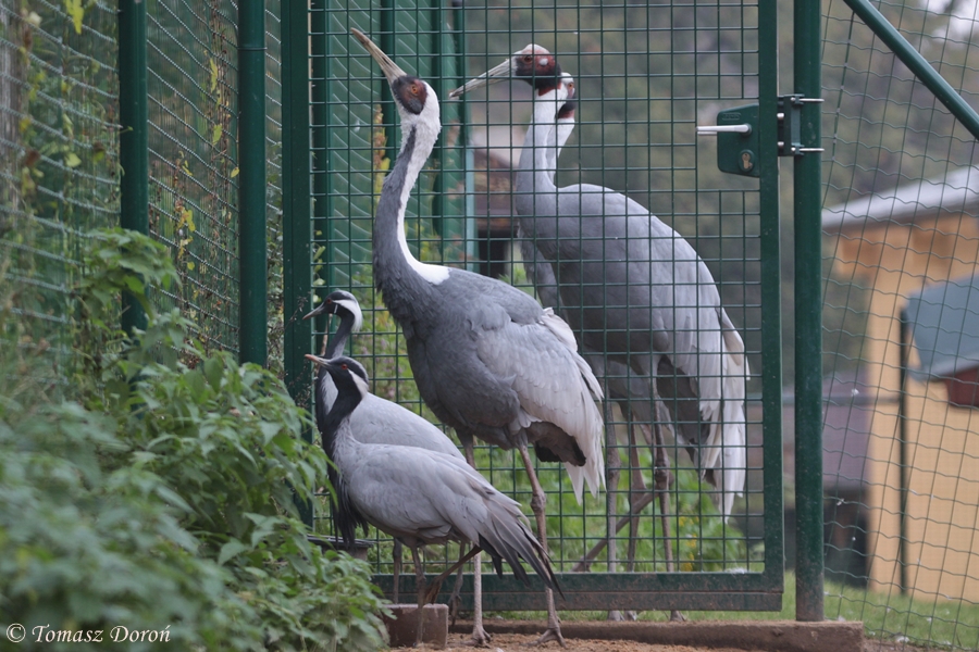 Three species of cranes
