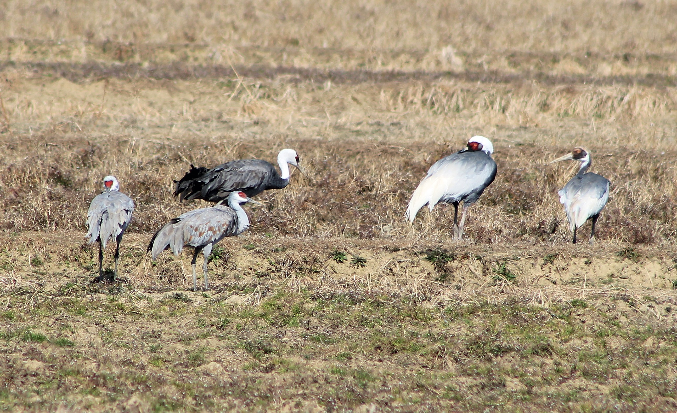 Three species of cranes