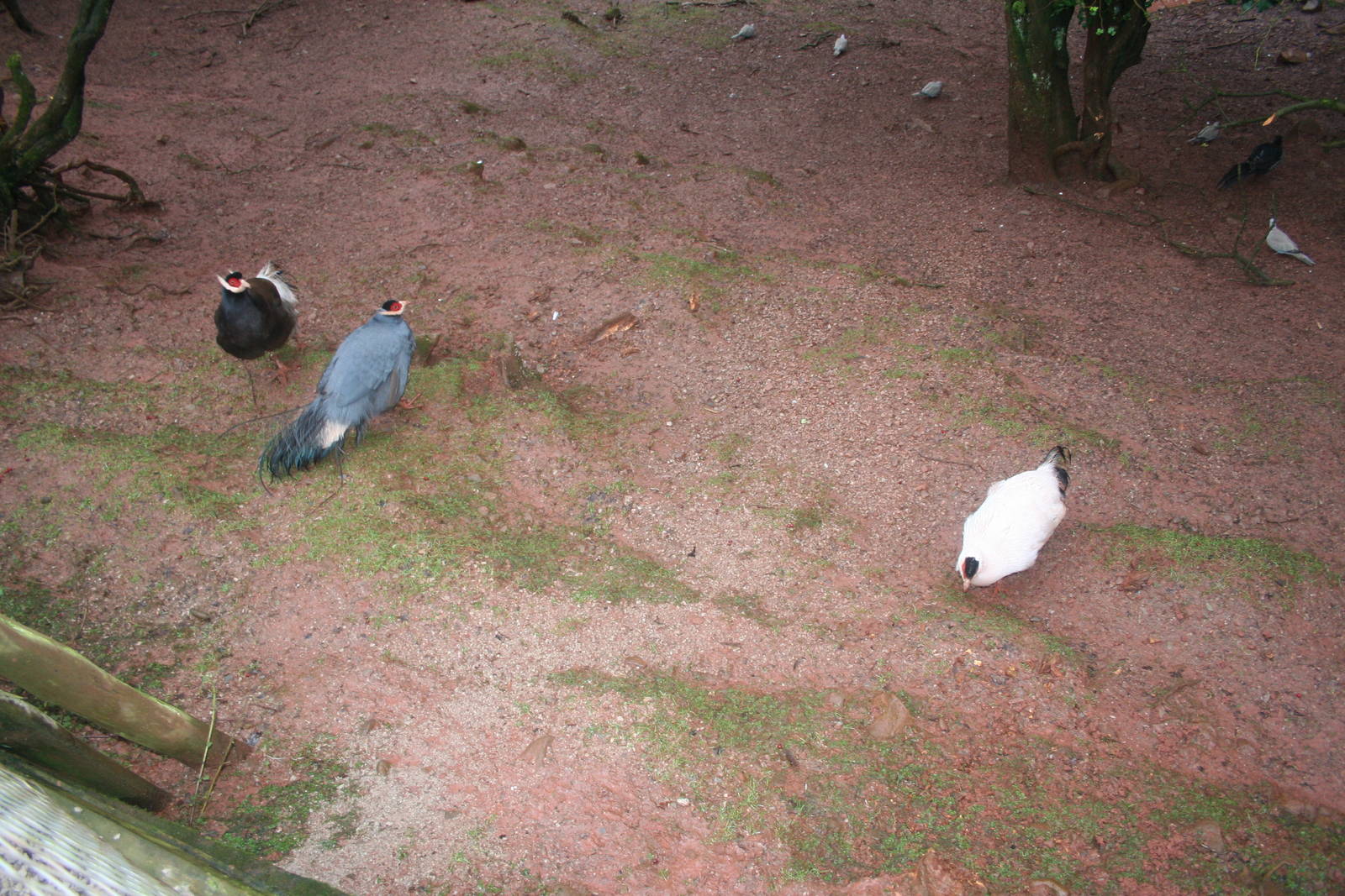 Three species of eared-pheasant