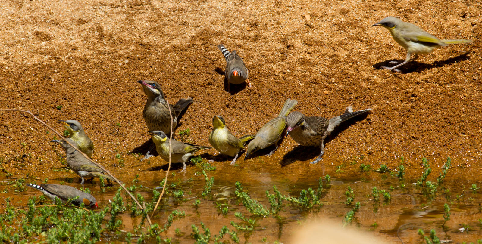 Three species of honeyeater and one species of finch