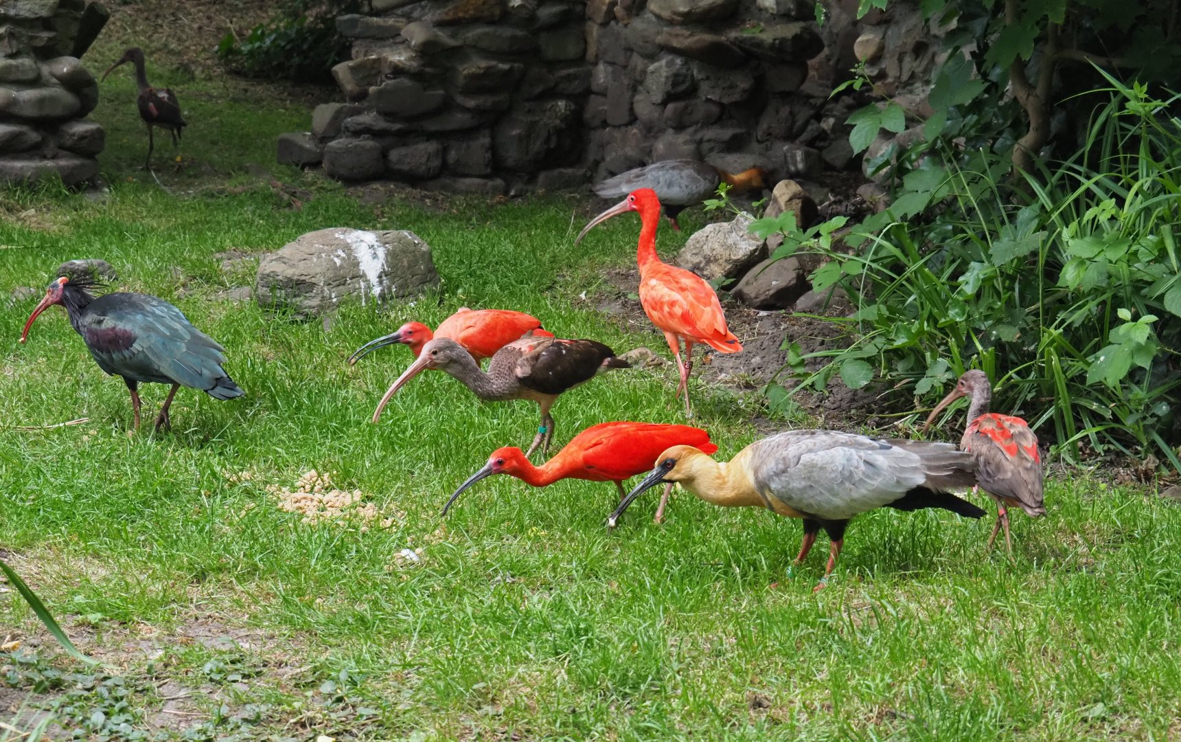 Three species of ibis in the European aviary (temporary situation), 2020-05-23