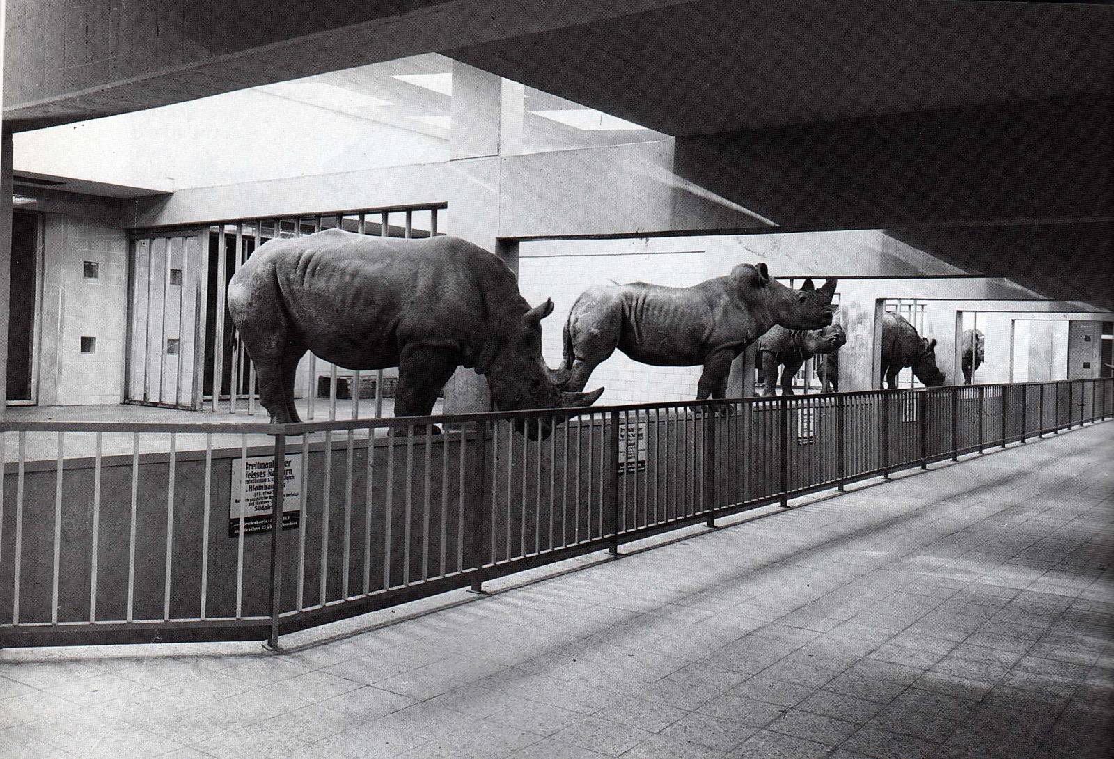 Three species of rhinos one one picture