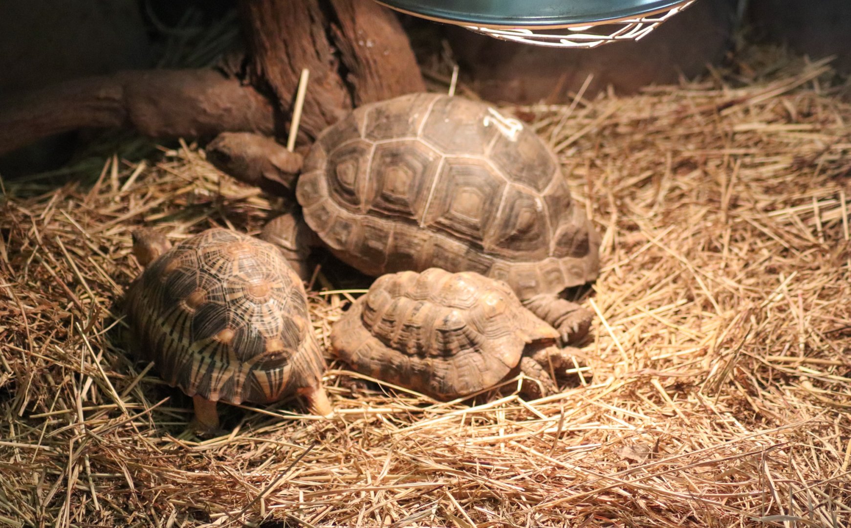 Three Species of Tortoise - December 2018